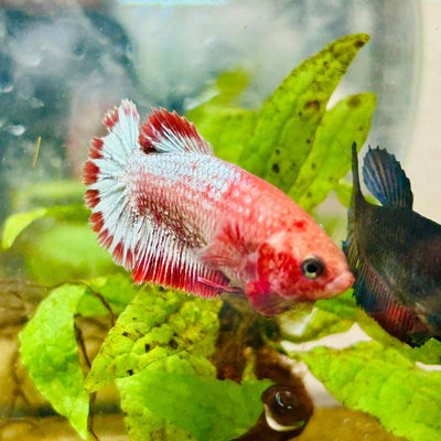 Plakat Red Fancy Copper Female Betta 073 Female betta