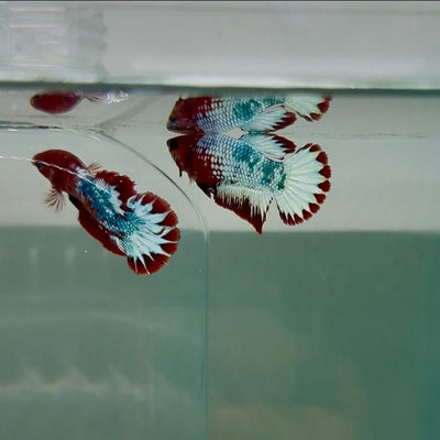 Plakat Red Fancy Copper Female Betta D28