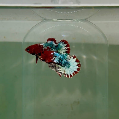 Plakat Red Fancy Copper Female Betta D29