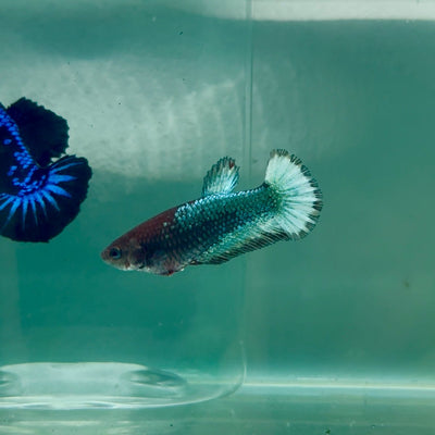 Plakat Red Fancy Copper Female Betta Ma21