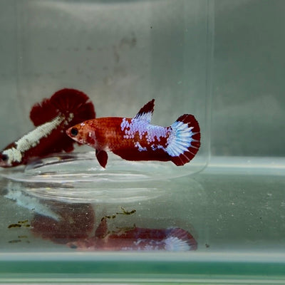 Plakat Red Fancy Copper Female Betta N76