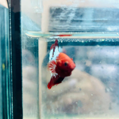 Plakat Red Fancy Copper Male Betta 030 Male betta