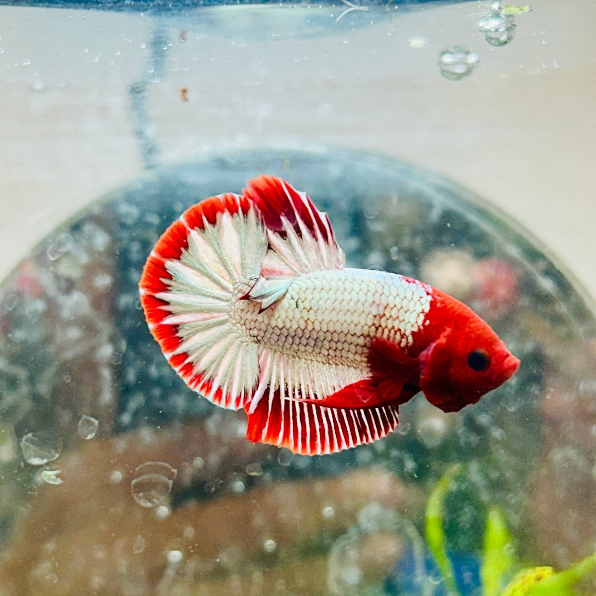 Plakat Red Fancy Copper Male Betta 051 Male betta