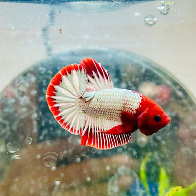 Plakat Red Fancy Copper Male Betta 051 Male betta