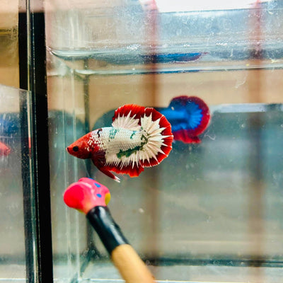 Plakat Red Fancy Copper Male Betta 088 Male betta