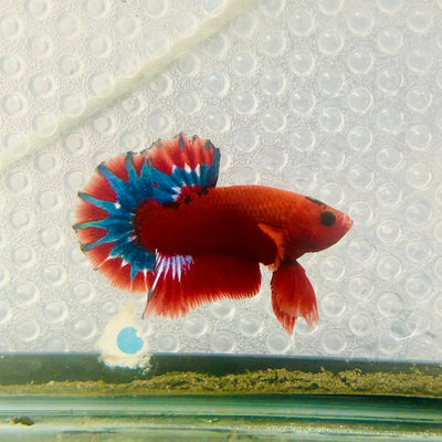 Plakat Red Fancy Copper Male Betta 099
