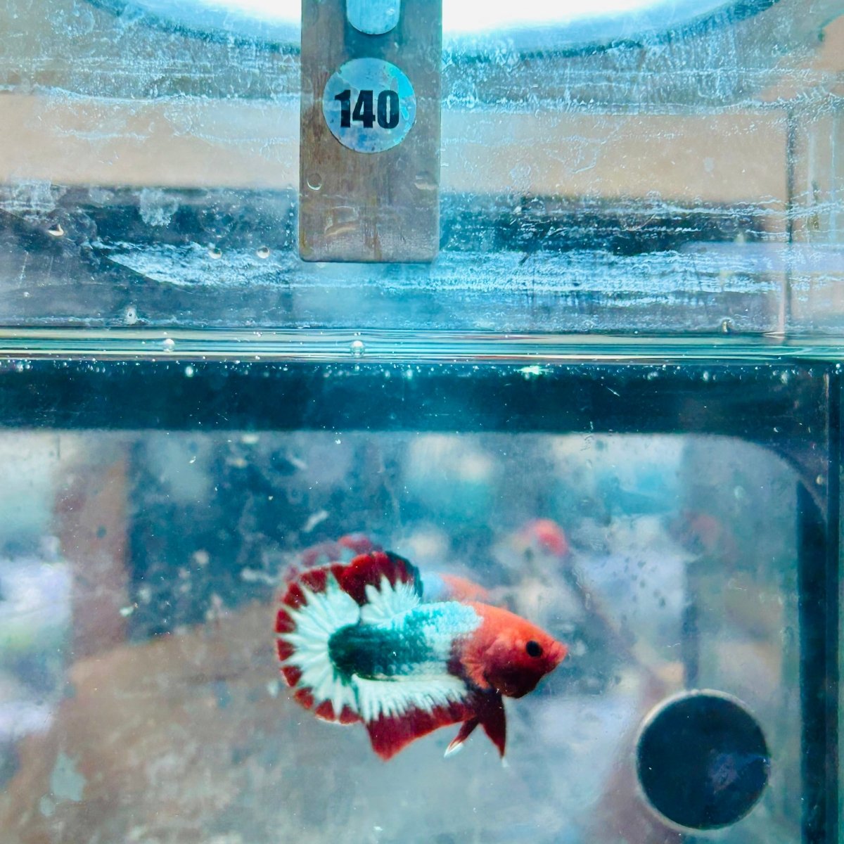 Plakat Red Fancy Copper Male Betta 140 Male betta