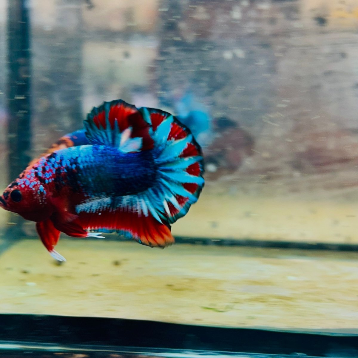 Plakat Red Fancy Copper Male Betta 174 Male betta