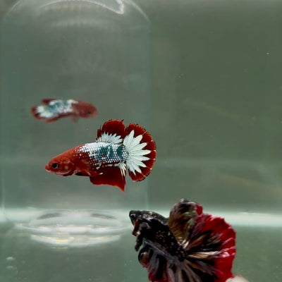 Plakat Red Fancy Copper Male Betta D06