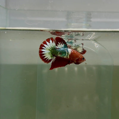 Plakat Red Fancy Copper Male Betta D30