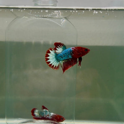 Plakat Red Fancy Copper Male Betta D32