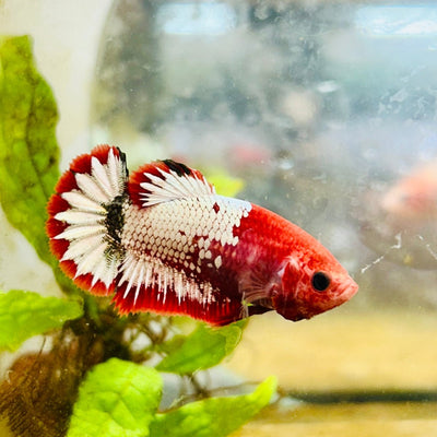 Plakat Red Fancy Female Betta Ma20 Female betta