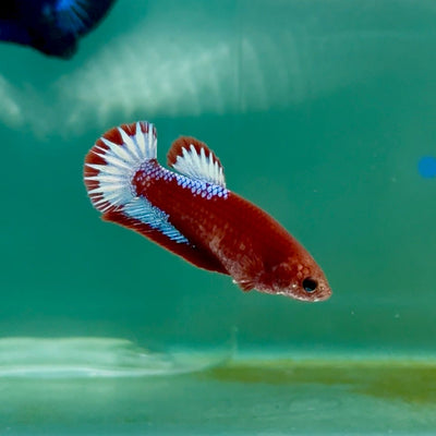 Plakat Red Fancy Female Betta Ma27