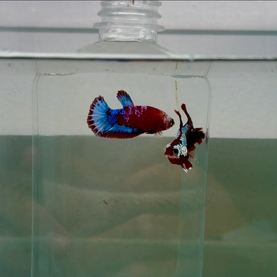 Plakat Red Fancy Female Betta N79