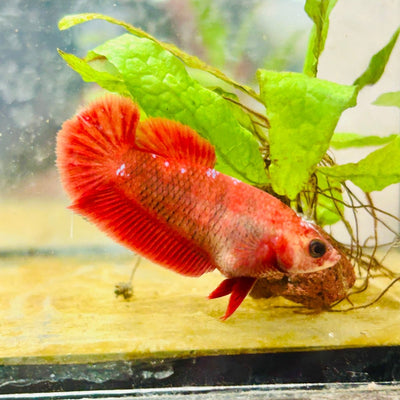 Plakat Red Fancy Hellboy Female Betta 151