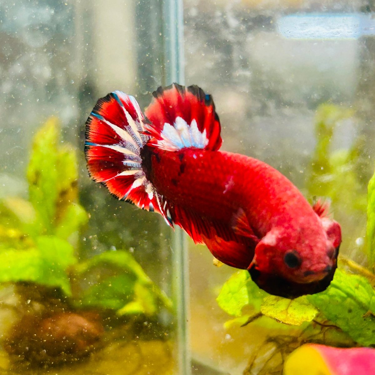 Plakat Red Fancy Male Betta 027 Male betta