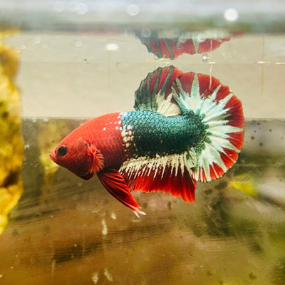 Plakat Red Fancy Male Betta 076 Live Betta Fish Male betta