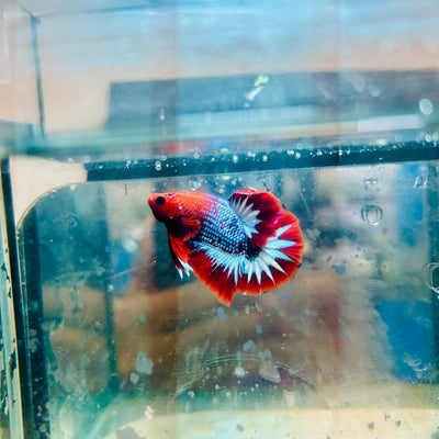 Plakat Red Fancy Male Betta 081 Live Betta Fish Male betta