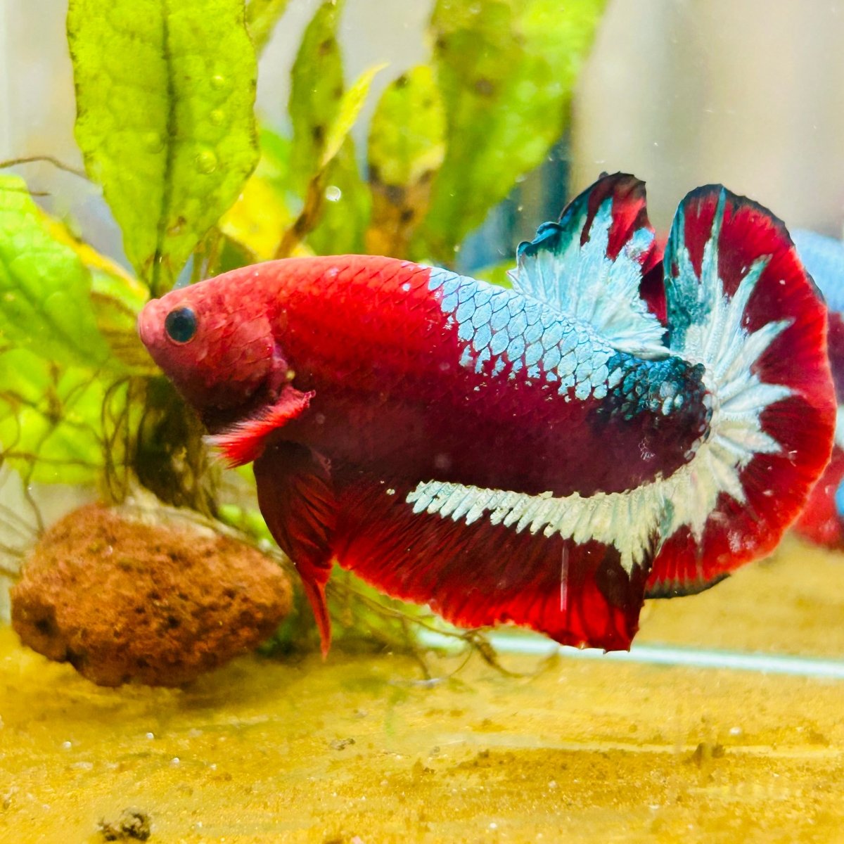 Plakat Red Fancy Male Betta 083 Live Betta Fish Male betta