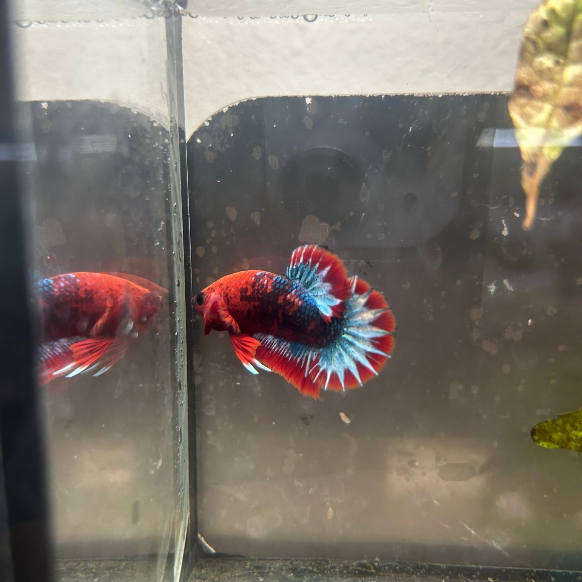 Plakat Red Fancy Male Betta 154 Male betta