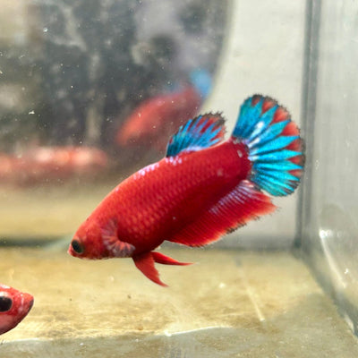 Plakat Red Fancy Startail Female Betta 019