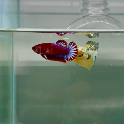 Plakat Red Fancy Startail Female Betta F33