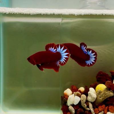 Plakat Red Fancy Startail Male Betta J07