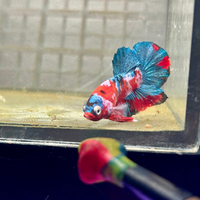 Plakat Red Galaxy Koi Male Betta J04