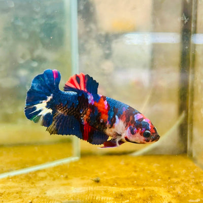 Plakat Red Koi Candy Female Betta A204 Female betta