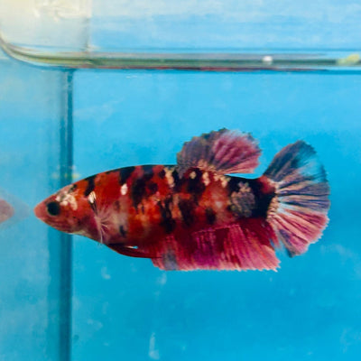 Plakat Red Koi Copper Female Betta 025