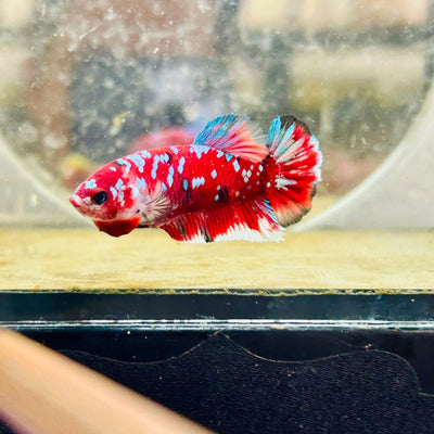 Plakat Red Koi Galaxy Female Betta 040