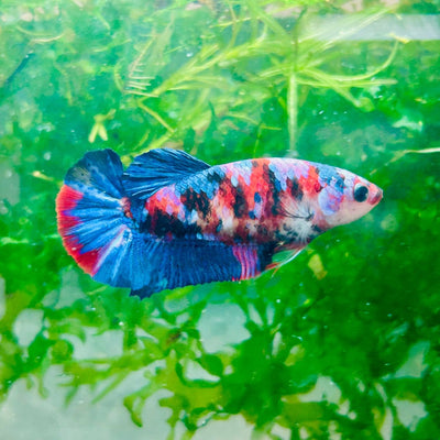 Plakat Red Koi Galaxy Female Betta 170 Female betta