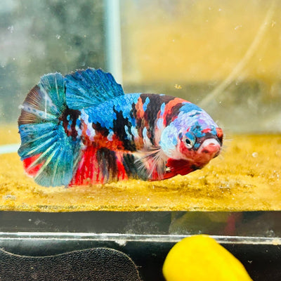 Plakat Red Koi Galaxy Female Betta A235 Female betta