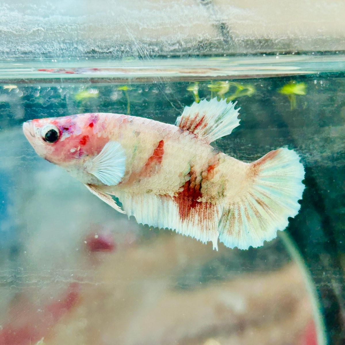 Plakat Red Koi Snow Female Betta 70