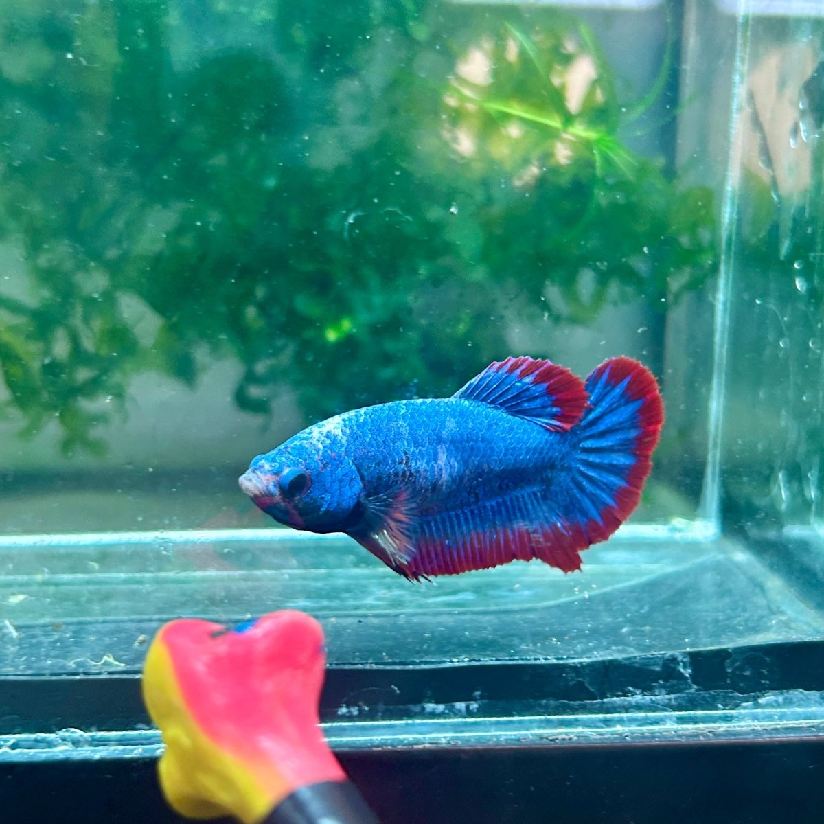 Plakat Red Mascot Female Betta 138 Female betta