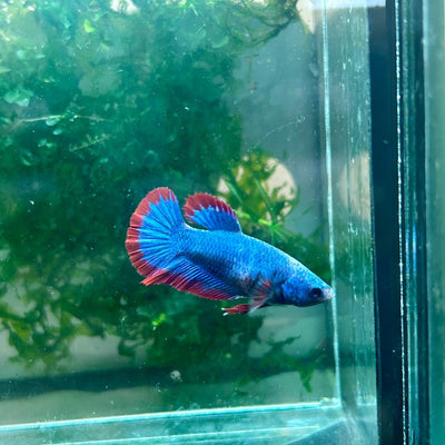 Plakat Red Mascot Female Betta 138 Female betta