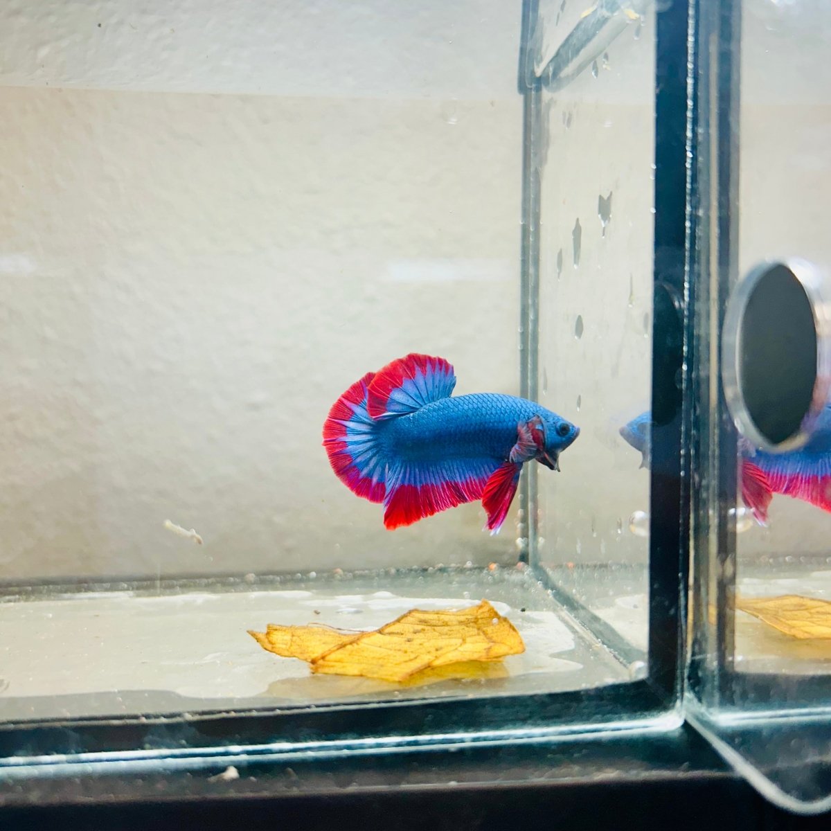 Plakat Red Mascot Male Betta 086