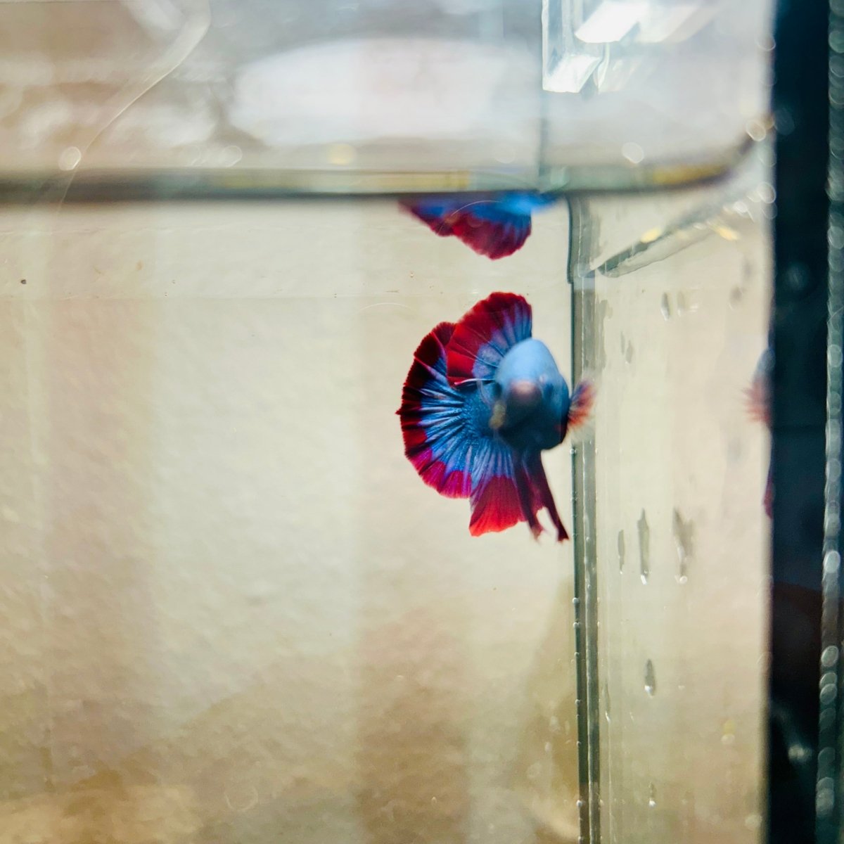 Plakat Red Mascot Male Betta 086
