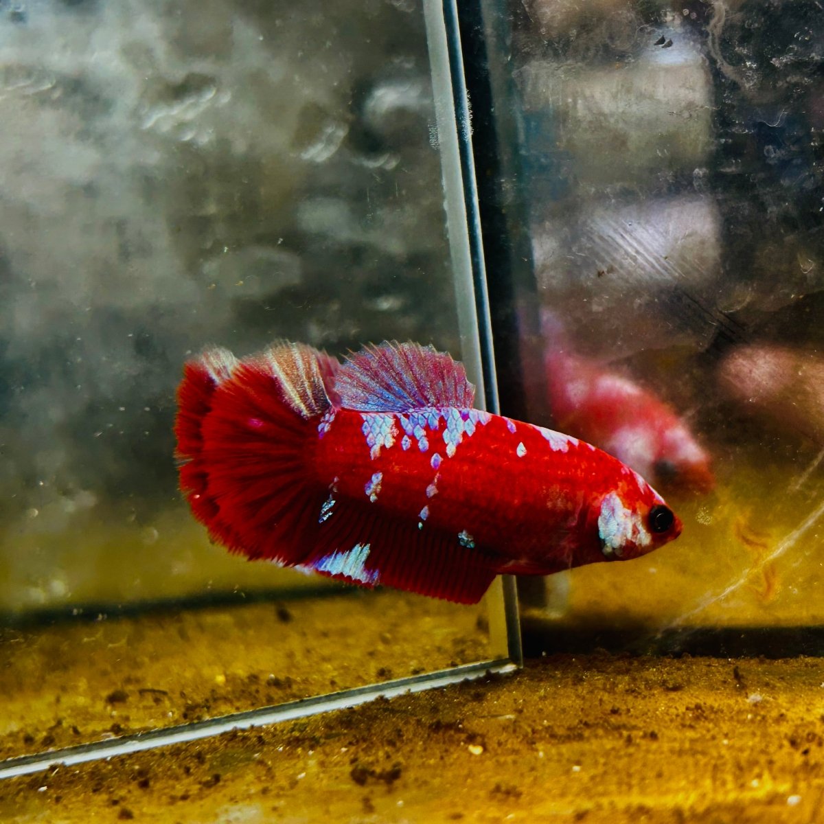 Plakat Red Purple Galaxy Female Betta 153 Female betta