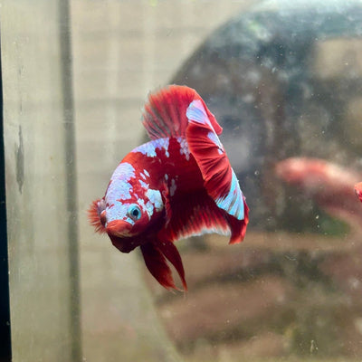 Plakat Red Purple Galaxy Male Betta 024