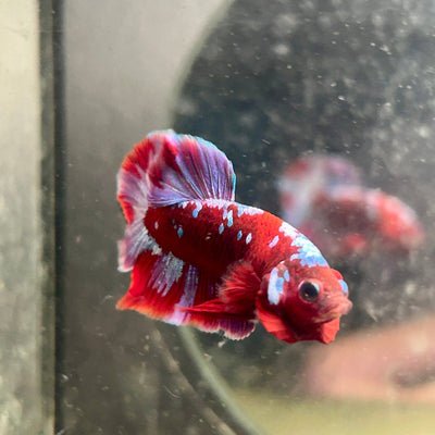 Plakat Red Purple Galaxy Male Betta 044