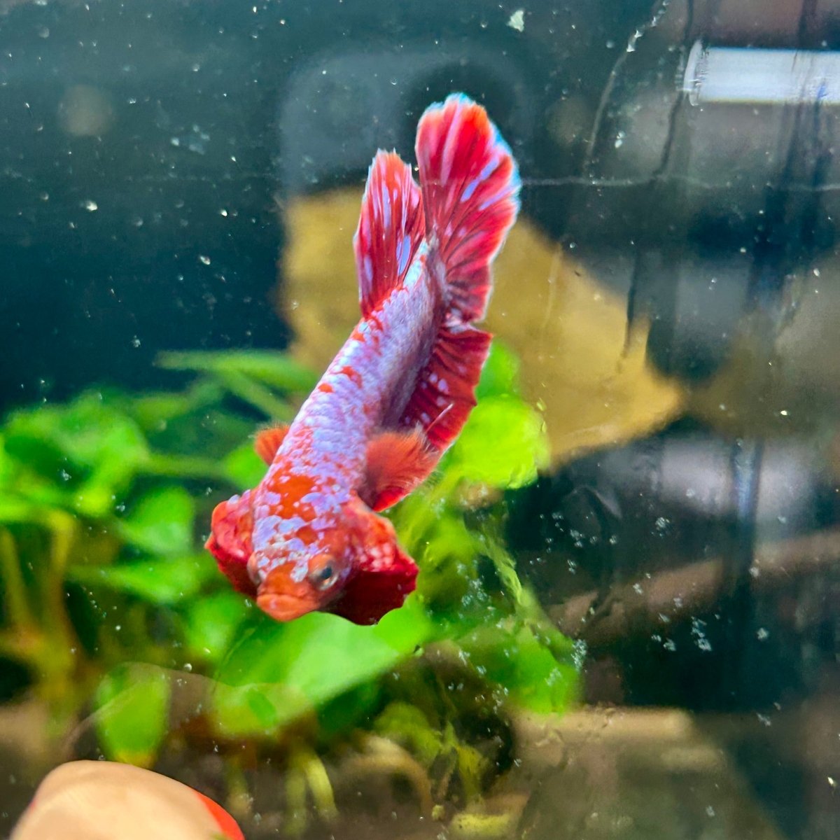 Plakat Red Purple Galaxy Male Betta A95