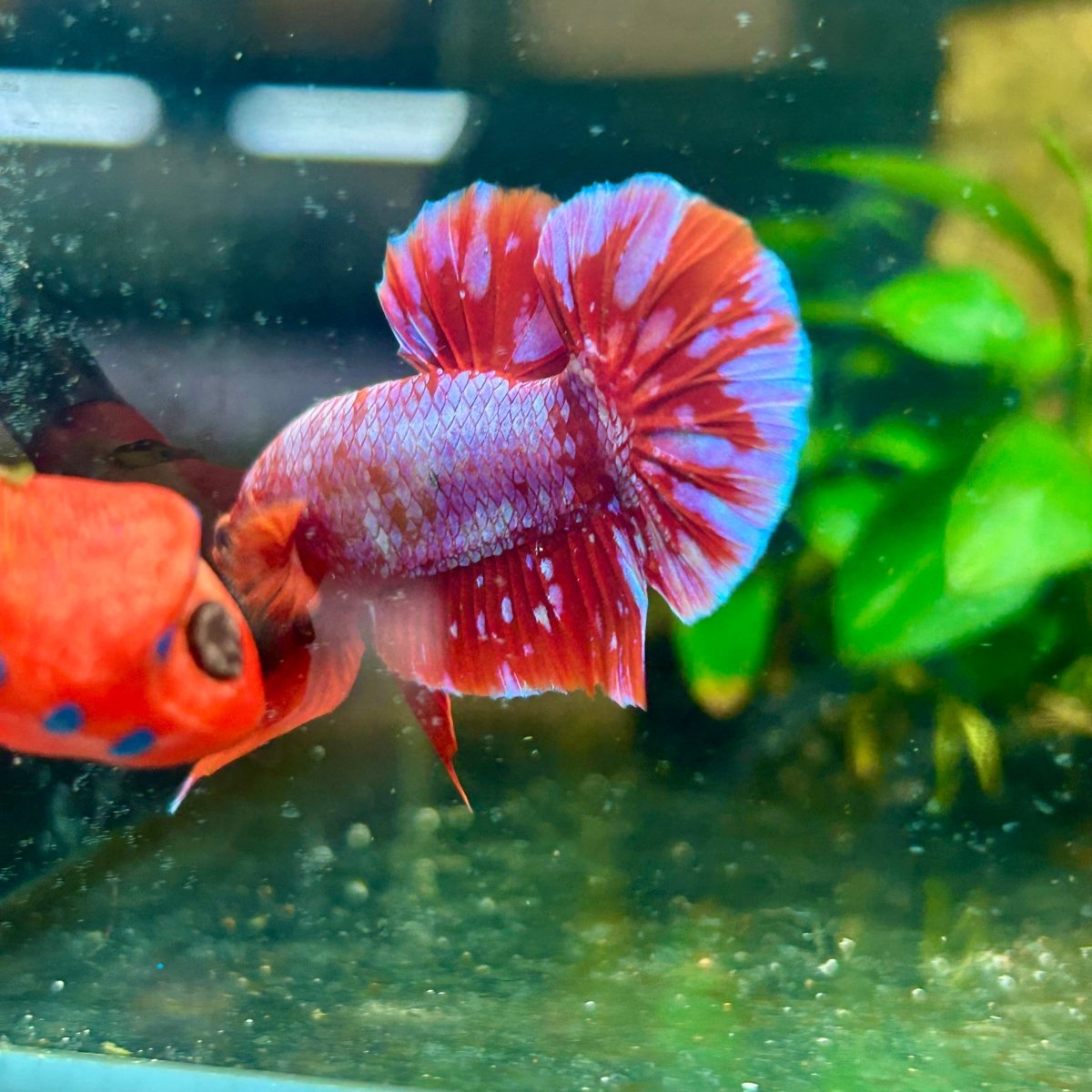 Plakat Red Purple Galaxy Male Betta A95