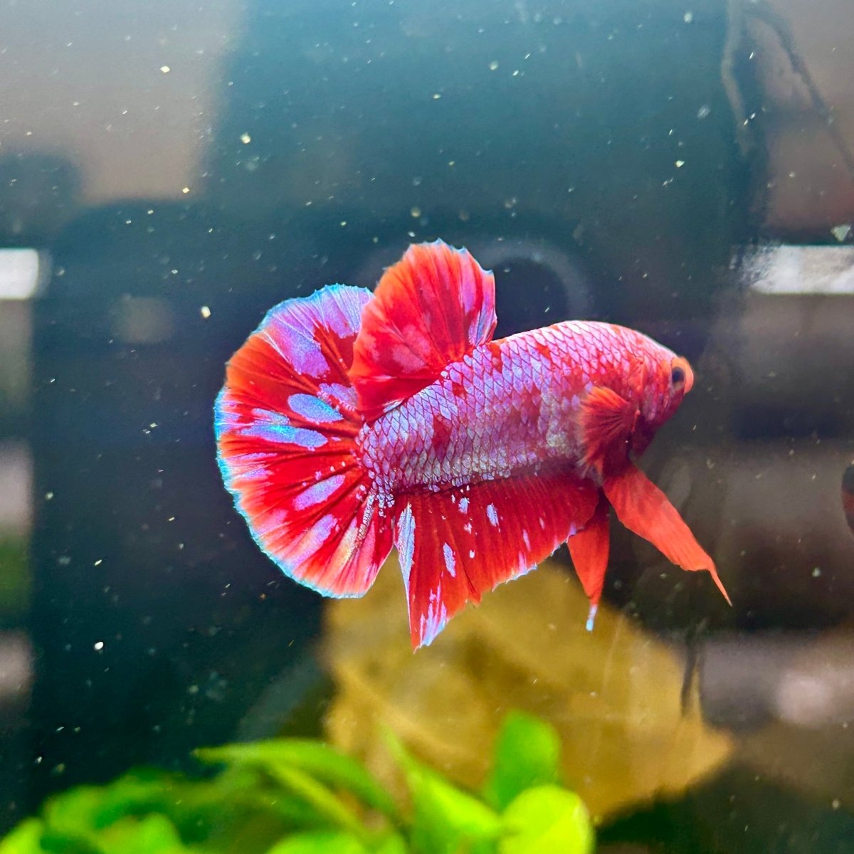 Plakat Red Purple Galaxy Male Betta A95