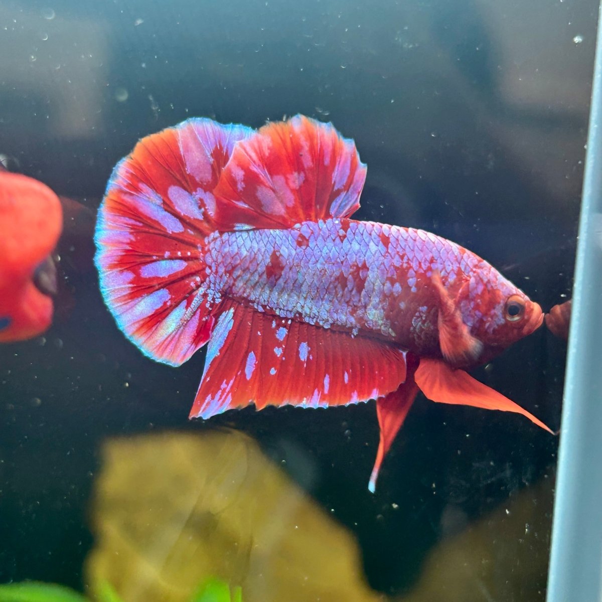 Plakat Red Purple Galaxy Male Betta A95