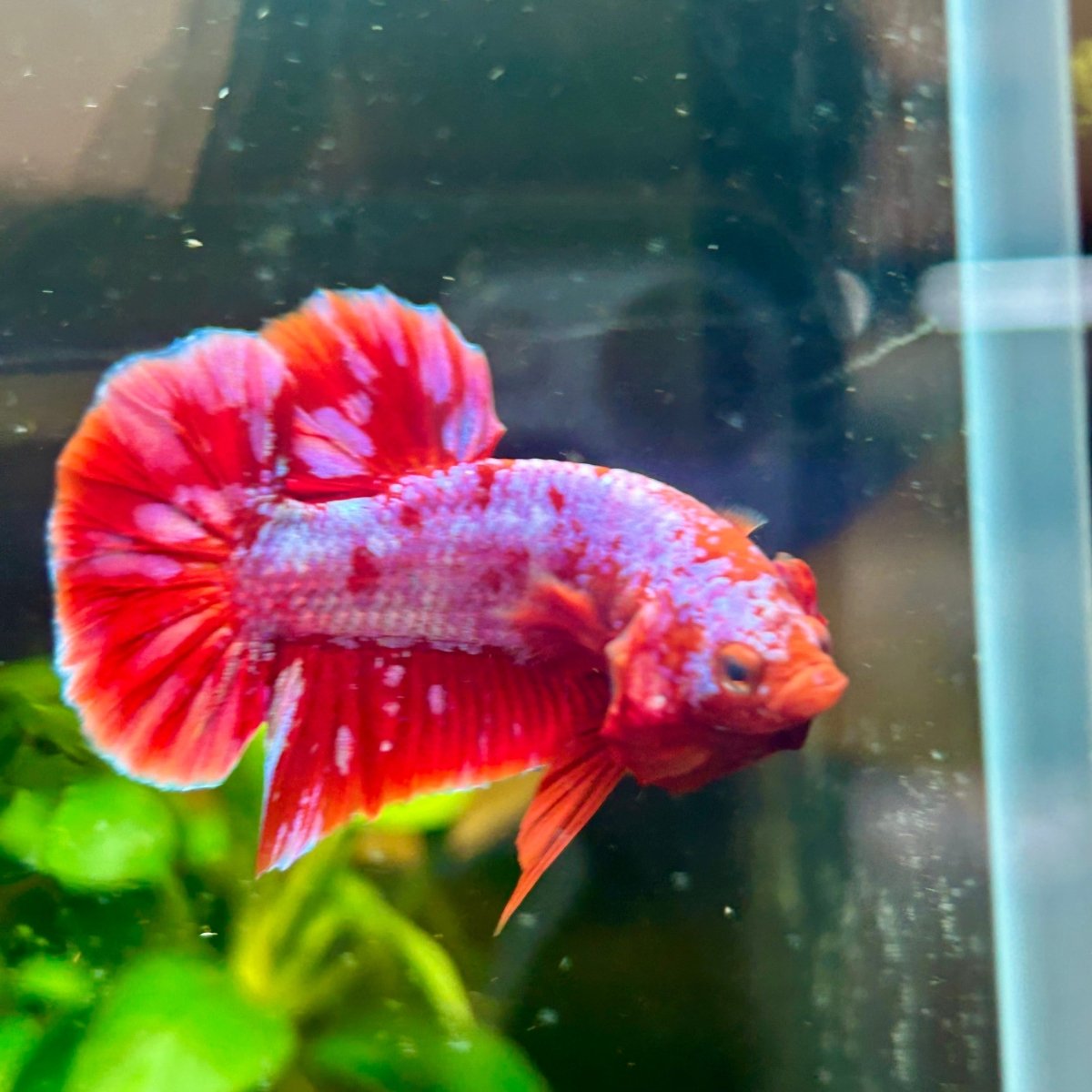 Plakat Red Purple Galaxy Male Betta A95