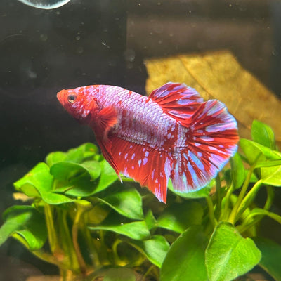 Plakat Red Purple Galaxy Male Betta A95