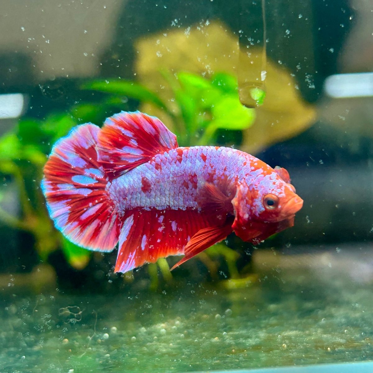 Plakat Red Purple Galaxy Male Betta A95