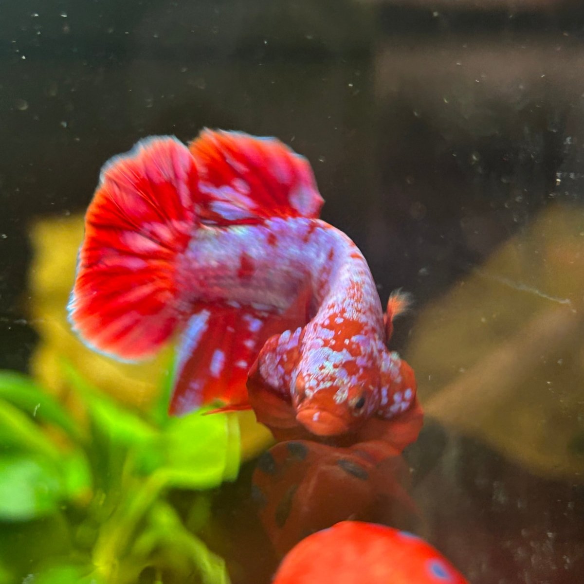 Plakat Red Purple Galaxy Male Betta A95