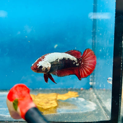 Plakat Red Samurai Female Betta Comp Grade 148